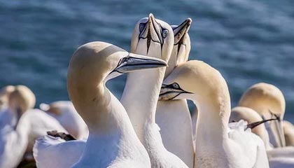 英格兰客场不敌苏格兰，遭遇欧锦赛小组赛失利，欧州杯英格兰对苏格兰